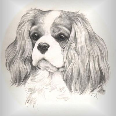 Cavalier King Charles Spaniel Club of SA Inc.