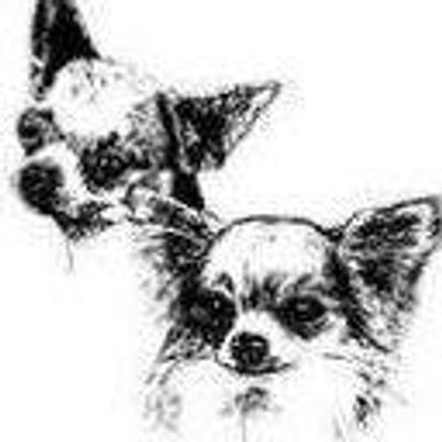 Chihuahua Club of SA Inc.