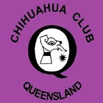 Chihuahua Club of Qld