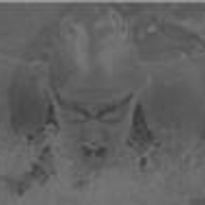 Wyong Amateur Swimming Club Inc