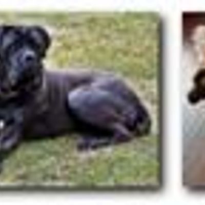  Queanbeyan & District Dog Training Club