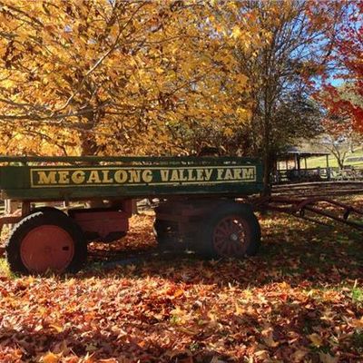 Megalong Valley Farm