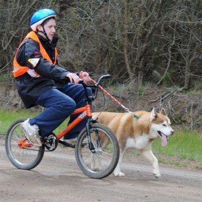 Kabanae Siberian Huskies