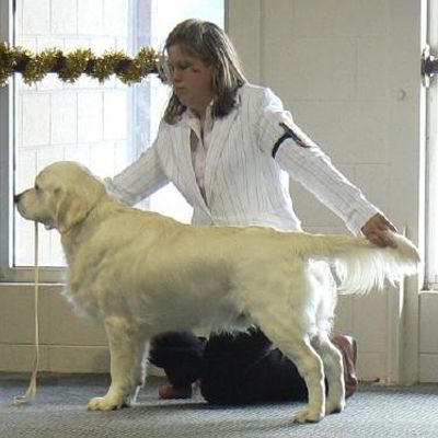 Kaparla Golden Retrievers