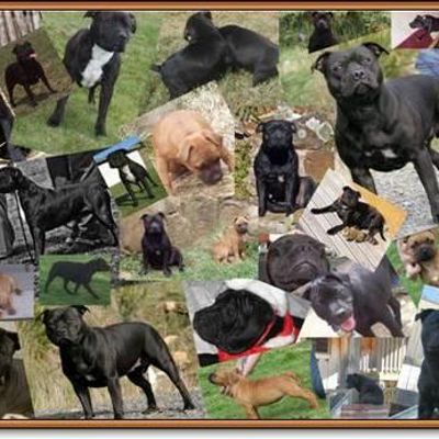 Sirstaffalot Staffordshire Bull Terriers