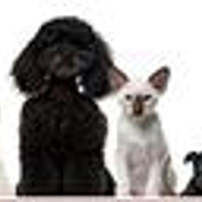 Aylward Dog School - Ipswich