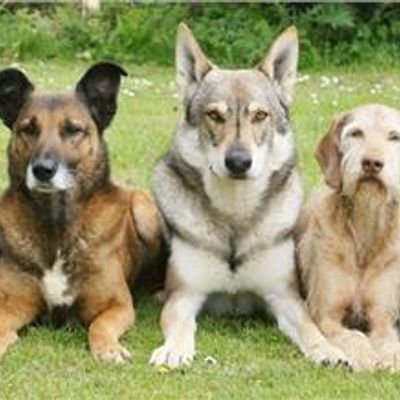 Redlands Dog Obedience Club