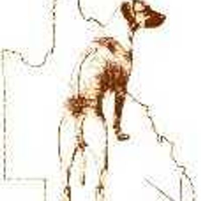 Rhodesian Ridgeback Club of Qld Inc.