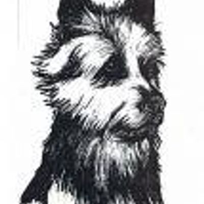 The Australian Terrier Club Qld