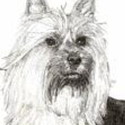 Australian Silky Terrier Club Of Victoria Inc