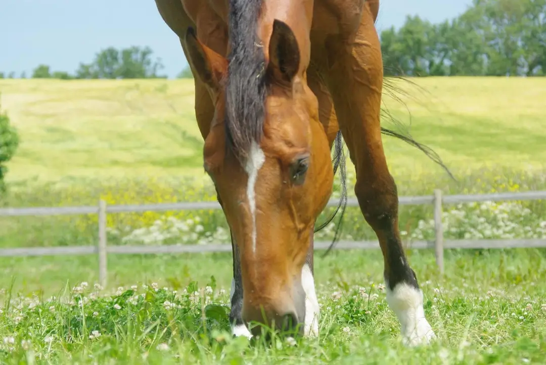 Haras Du Buot