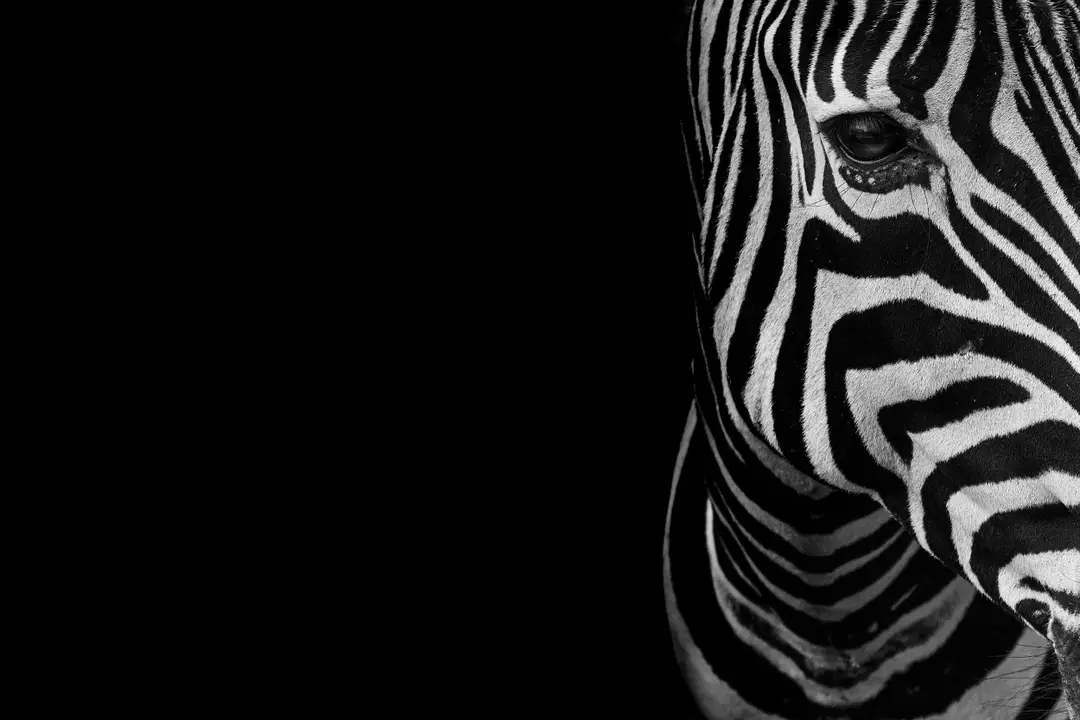 Zebra studios Ltd