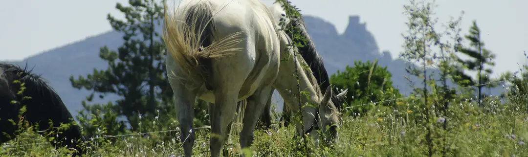 Cheval Cathare