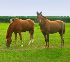 Iffin Equestrian