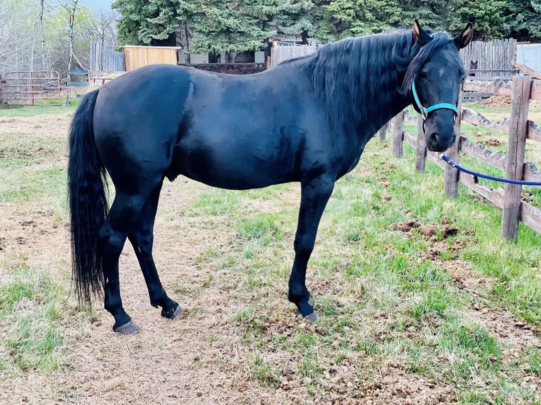 Gaitway Ranch