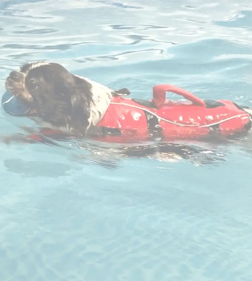 Doggy Paddle