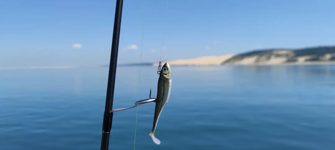 Aquitaine Peches sportives - Guide peche arcachon-