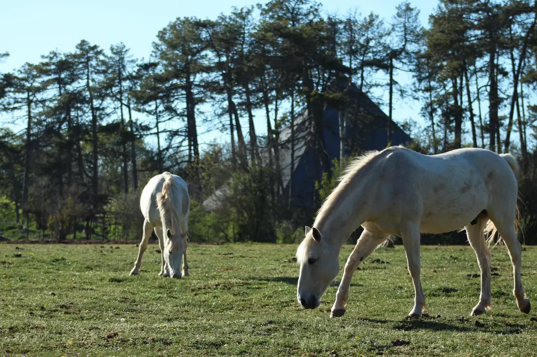 Horse Riding School Du Chateau De Saussy
