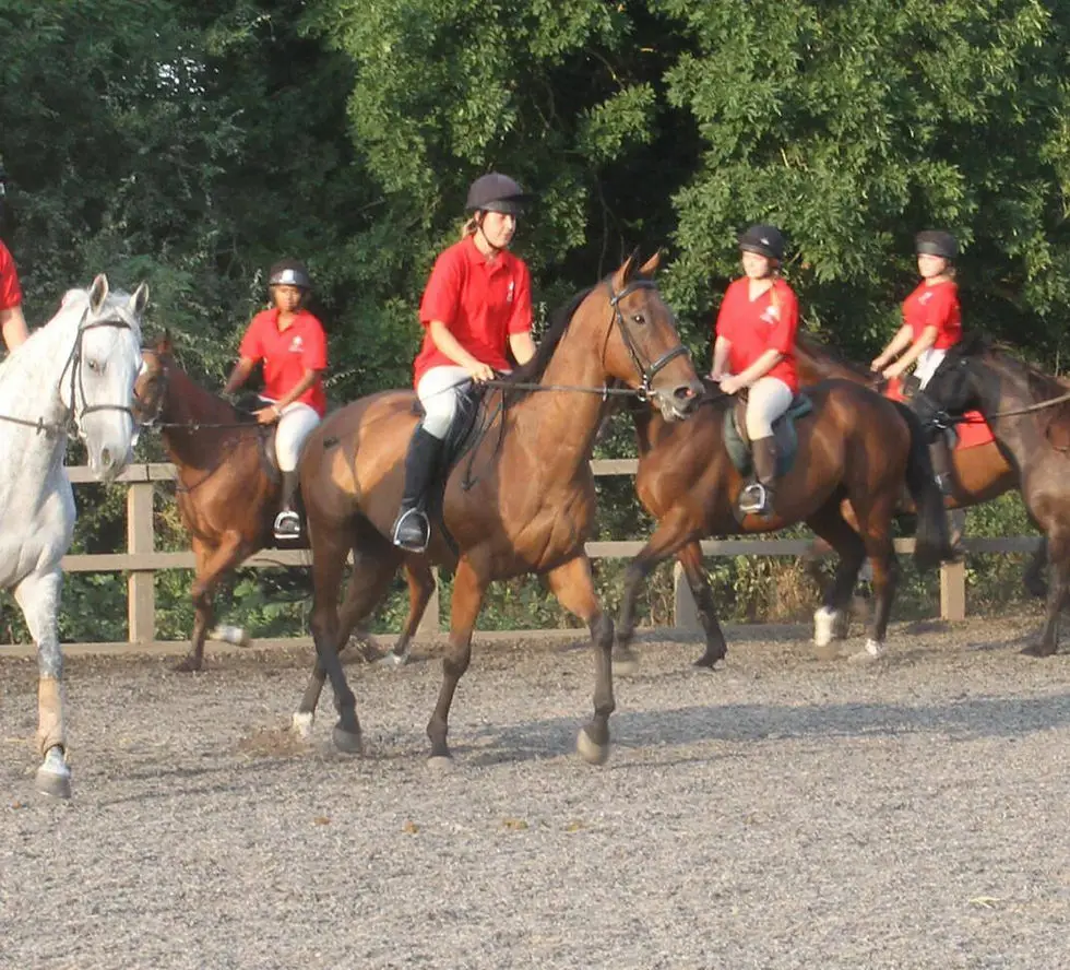 Court Equestrian