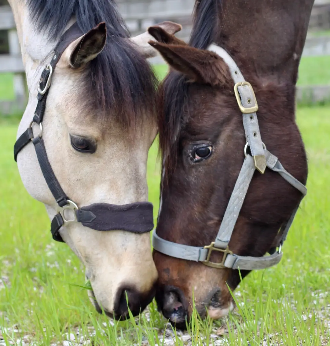 Southlands Riding Club