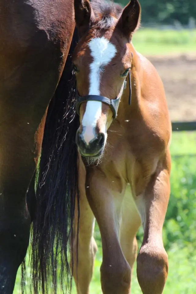 Old Orchard Farm
