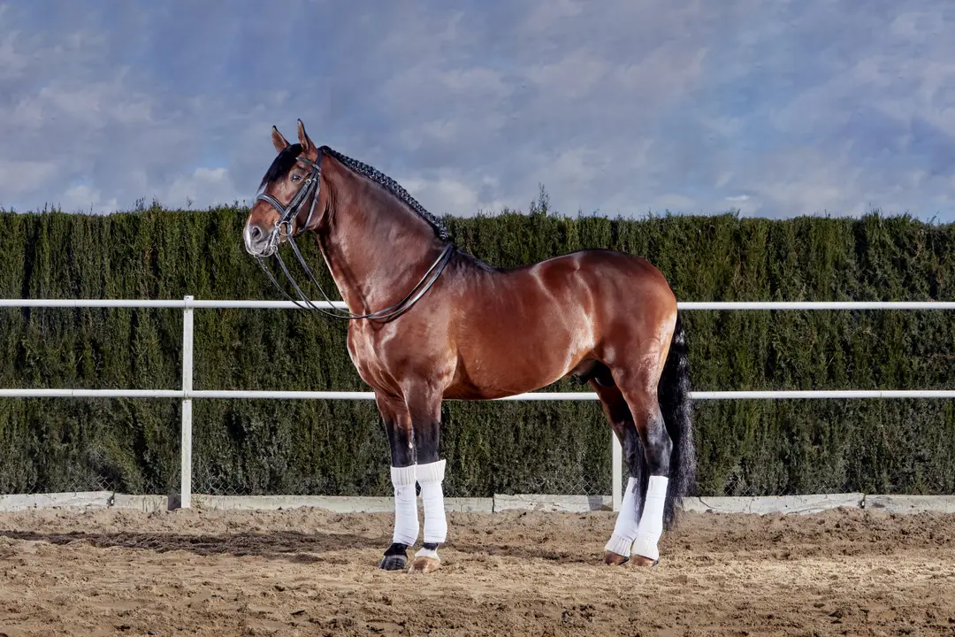 Trent Park Equestrian Centre
