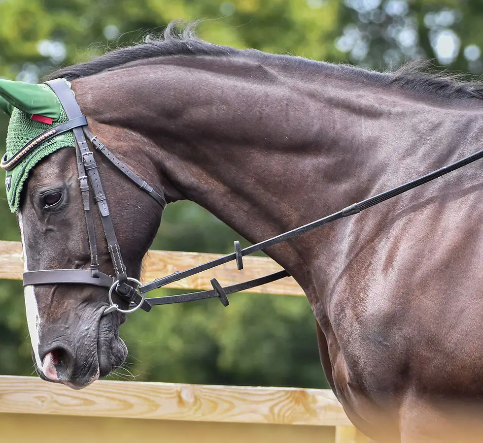 TDS Riding Centre, Tong