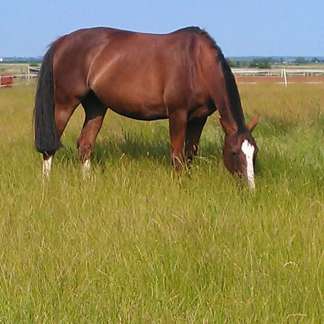Newlands Equestrian