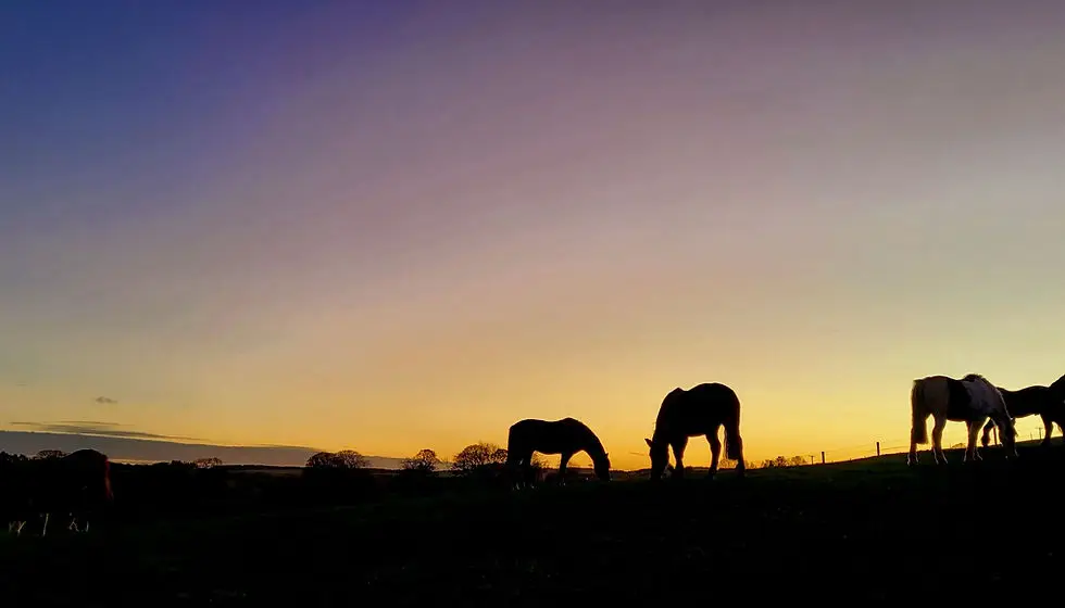 Barbarafield Riding School