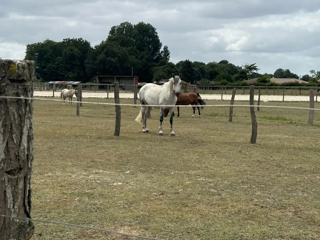 PoneyGalop