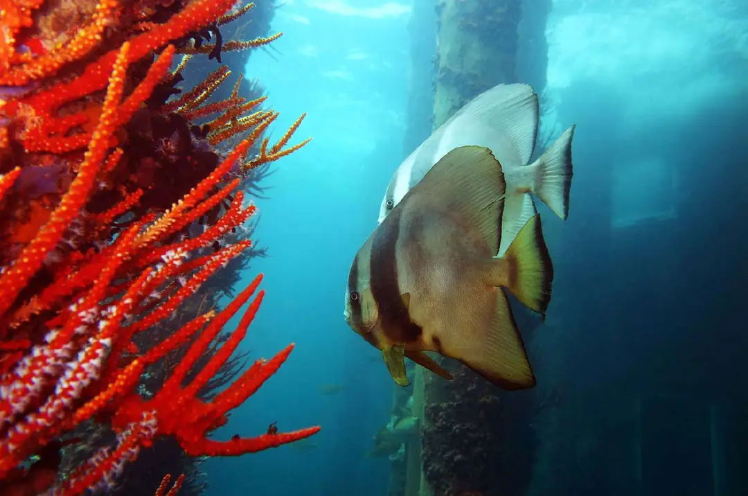 Perth Ocean Diving