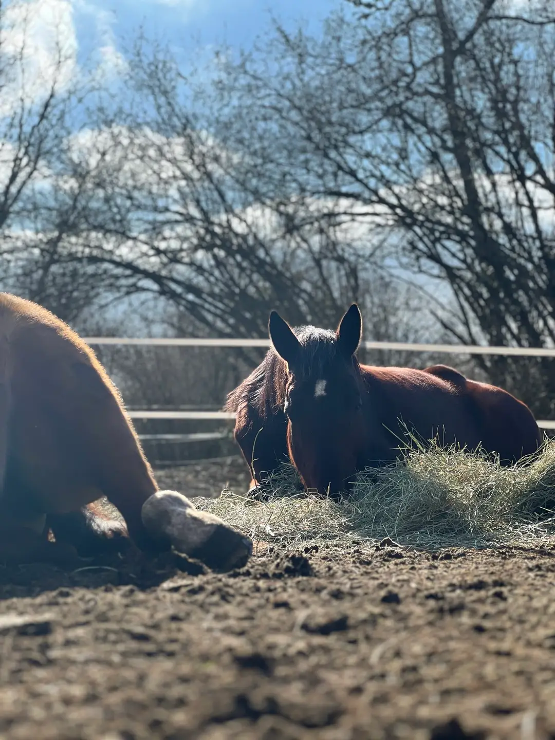Ranch El Bronco