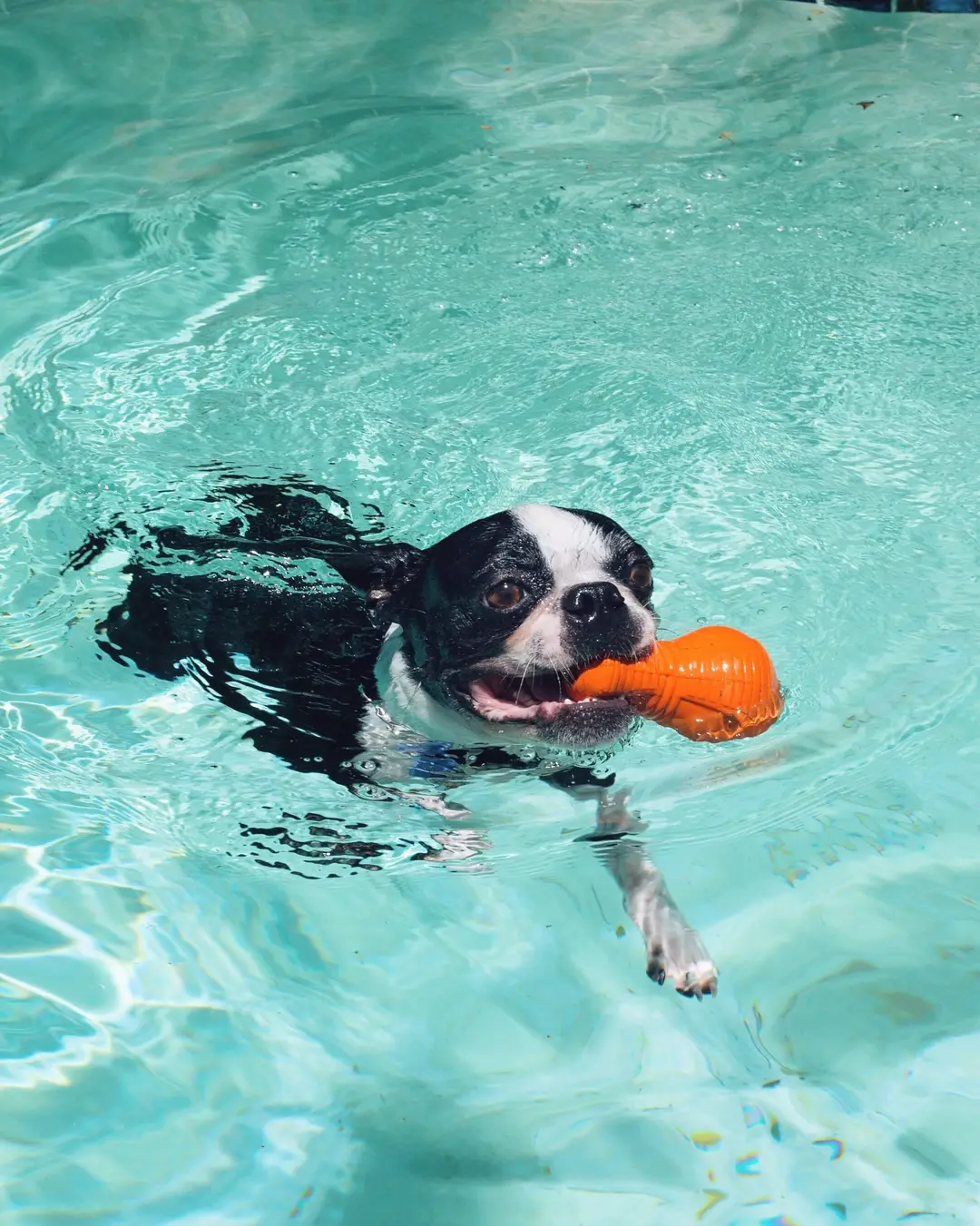 Paddlin Paws