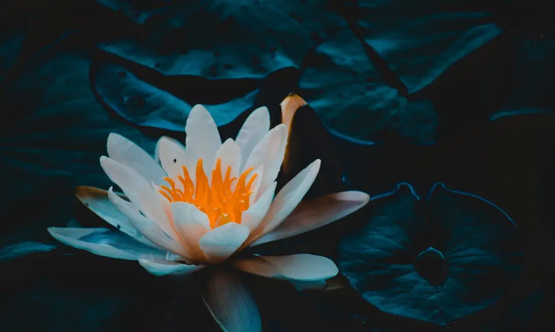 NELUMBO PHYSIOTHERAPY