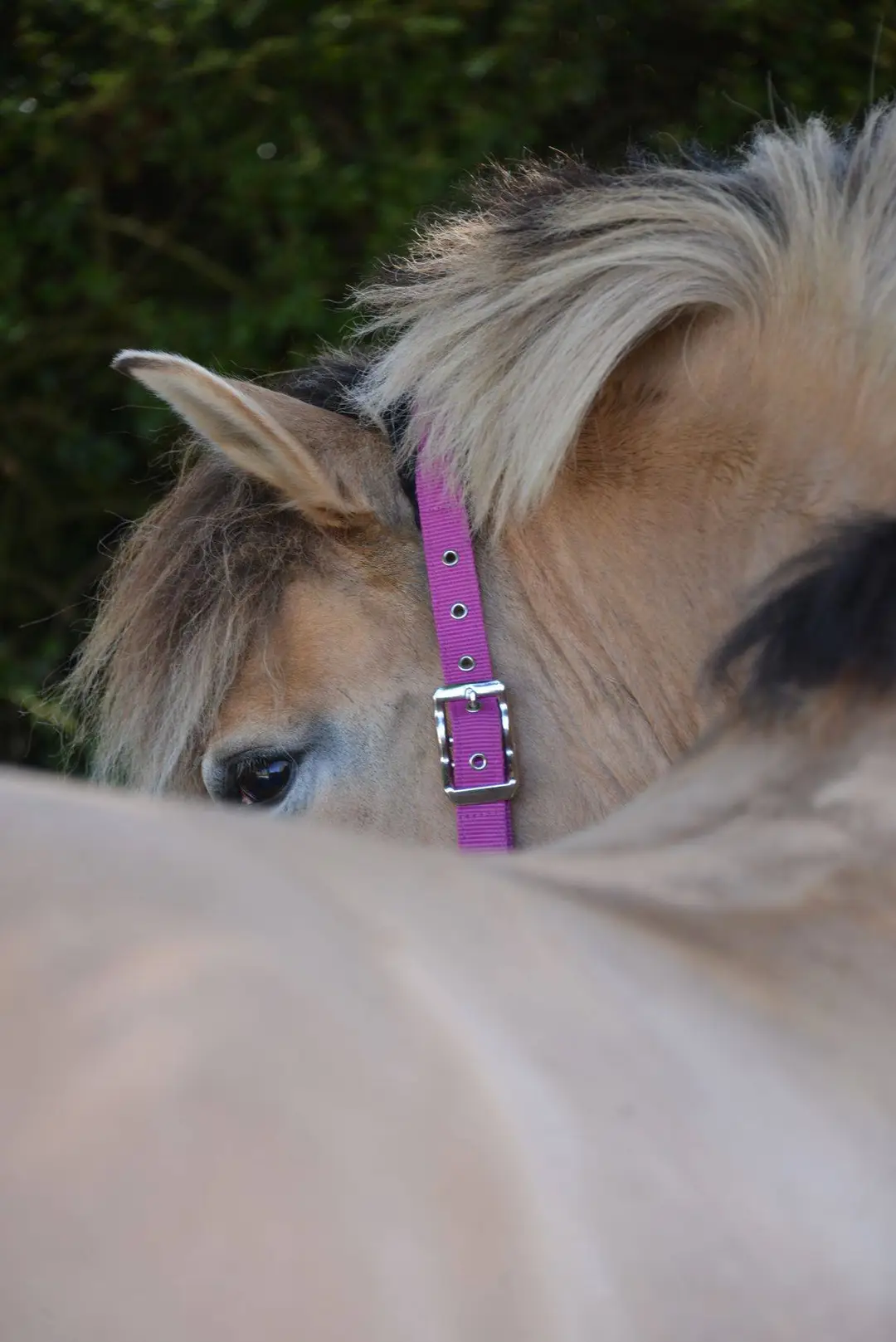Haras et Gites du Poney Club de Sainte-Eugénie