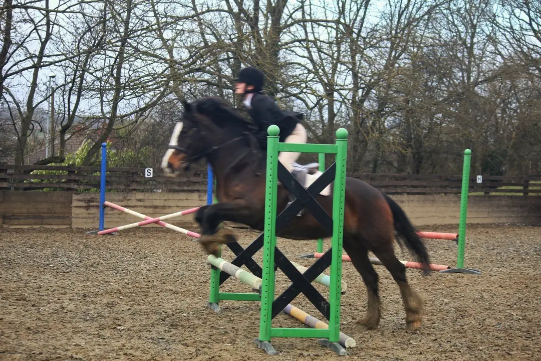 Back Lane Stables