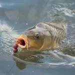 Smart Carping