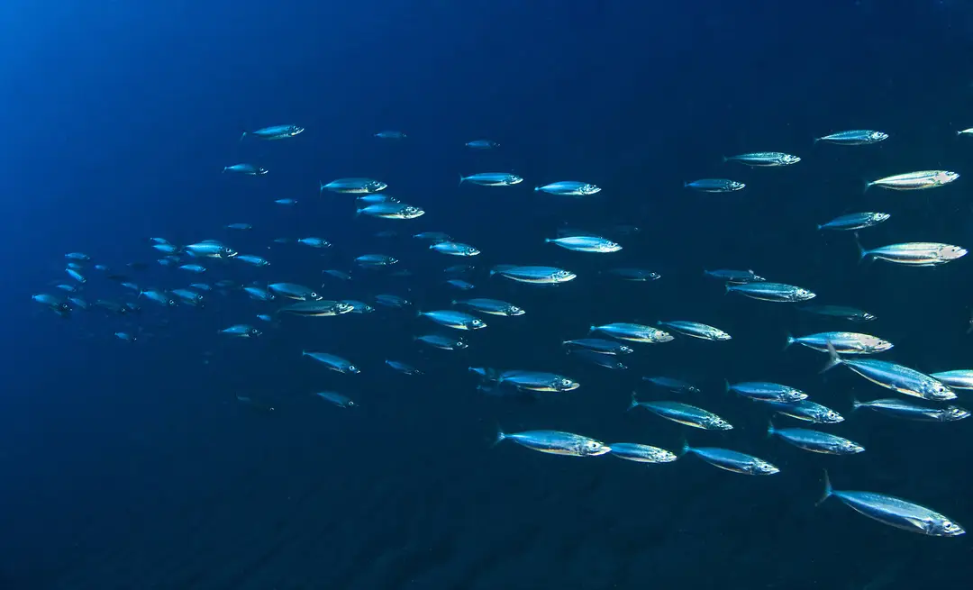 Blue Oasis Dive Centre Ltd.