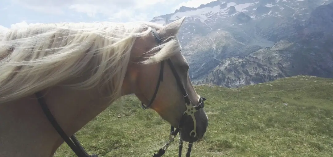 Les chemins de Diva