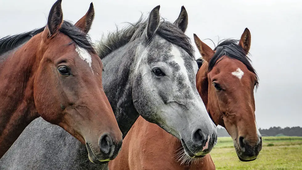 Les curies MapleRidge Stables inc