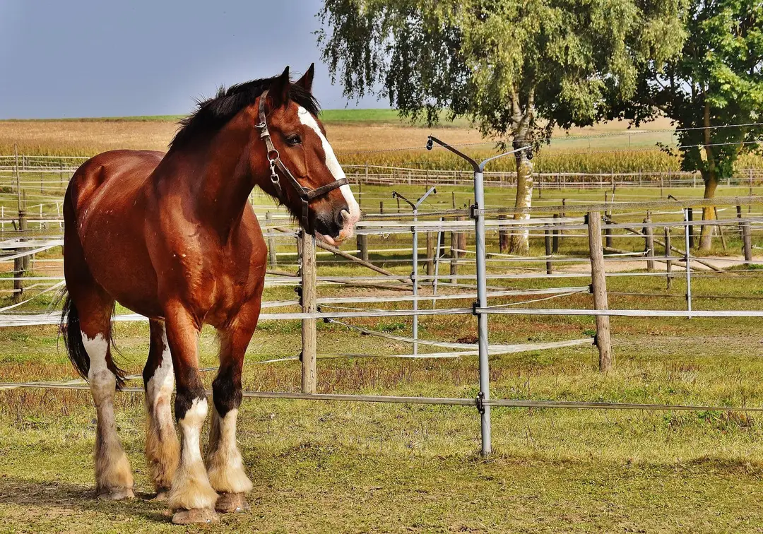 Horse Farm Small Villiers