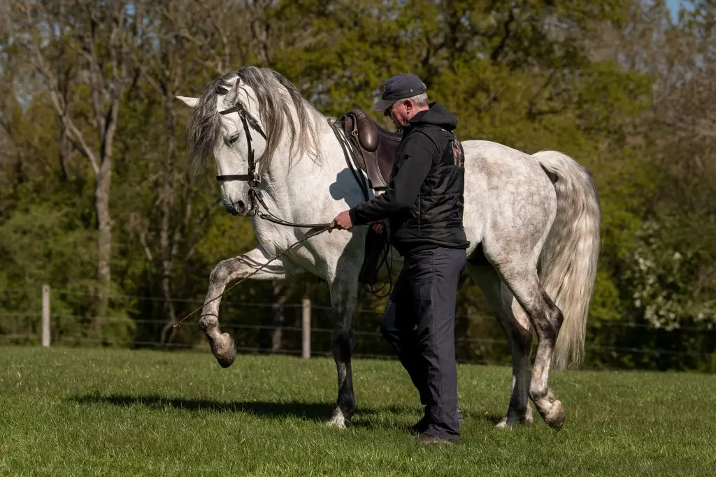 HistoricEquitation