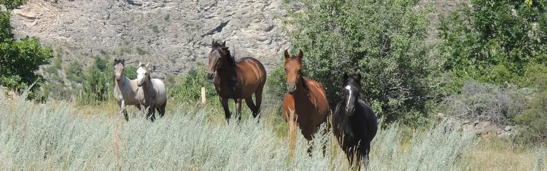 Poney Club & Elevage de La Gardiole