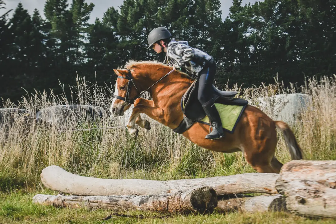 Ardlussa Equine