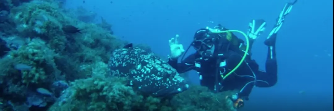 Ecole de plongée subaquatique Le Coelacanthe