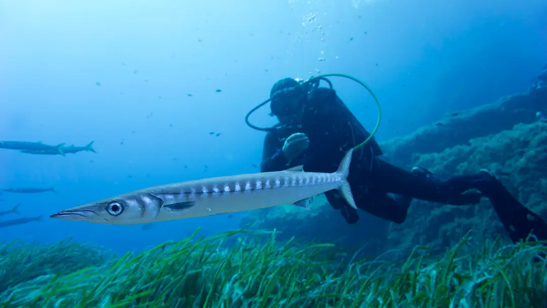 Dive Center Hippocampe