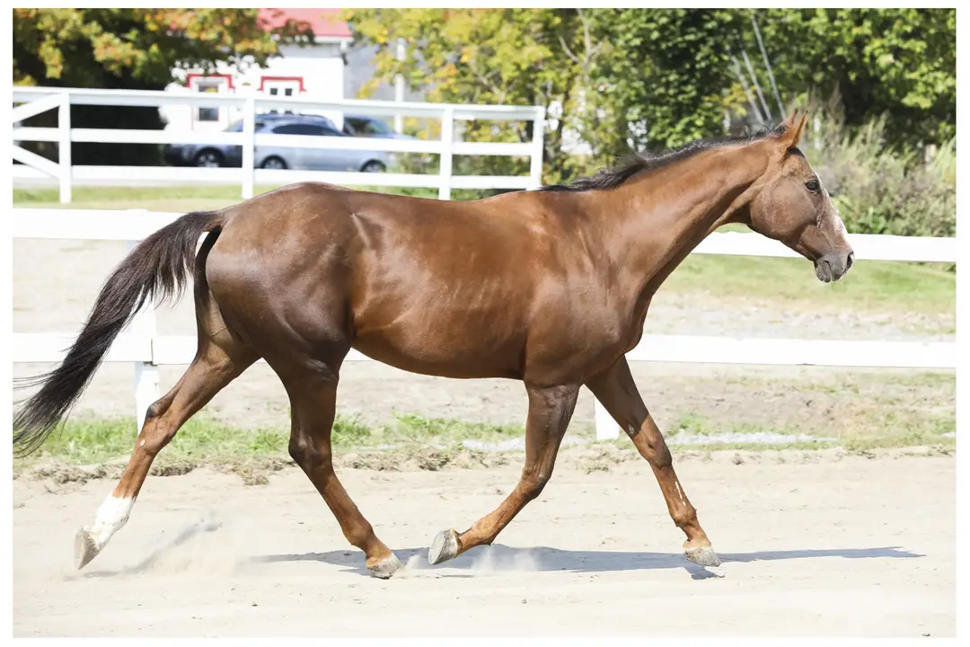Cheval Dfi