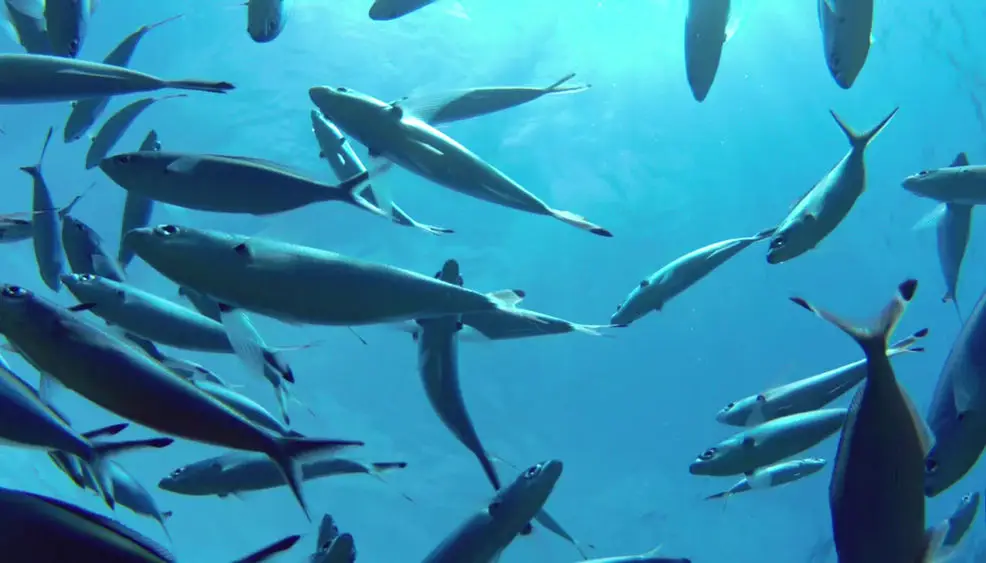 The Scuba Group Ltd