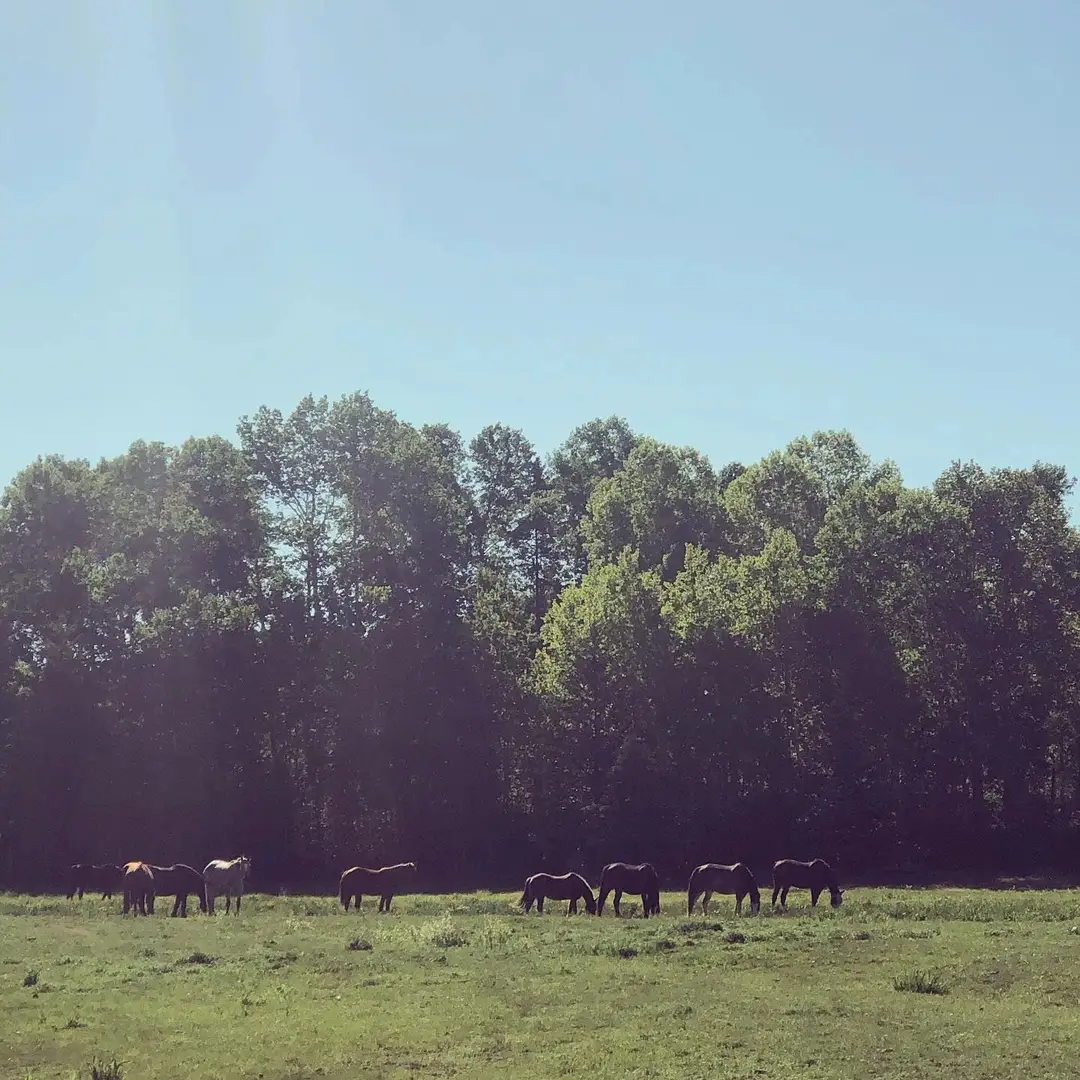 Hillsview Stables