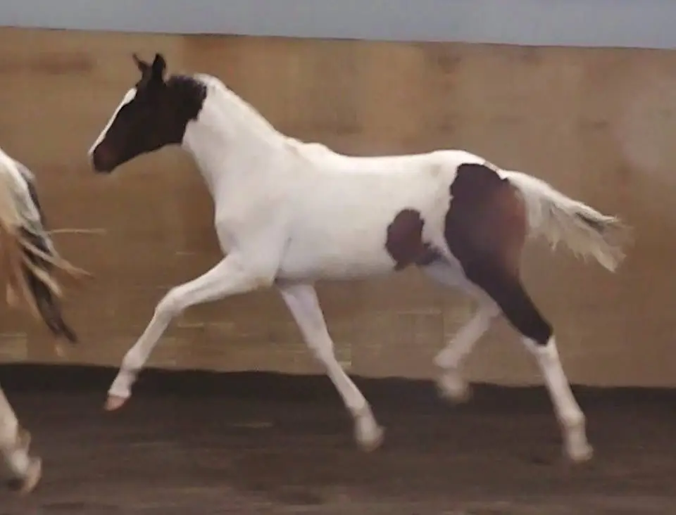 Alvescot Stud